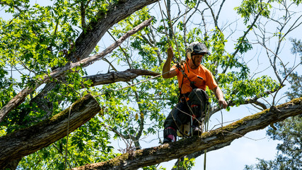 Why You Should Leave Tree Removal to the Professionals